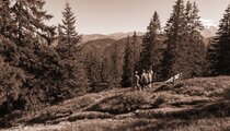 Groep wandelaars op een bergpad in Viehhofen tussen sparren en alpenweiden, met weids uitzicht op het omliggende berglandschap. | © viehhofen.at, Der Fotoigel