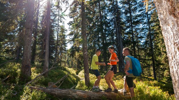 Familie beim Wandern in Viehhofen, während Eltern und Kind gemeinsam über einen umgestürzten Baumstamm im sonnigen Wald steigen. | © viehhofen.at, Der Fotoigel