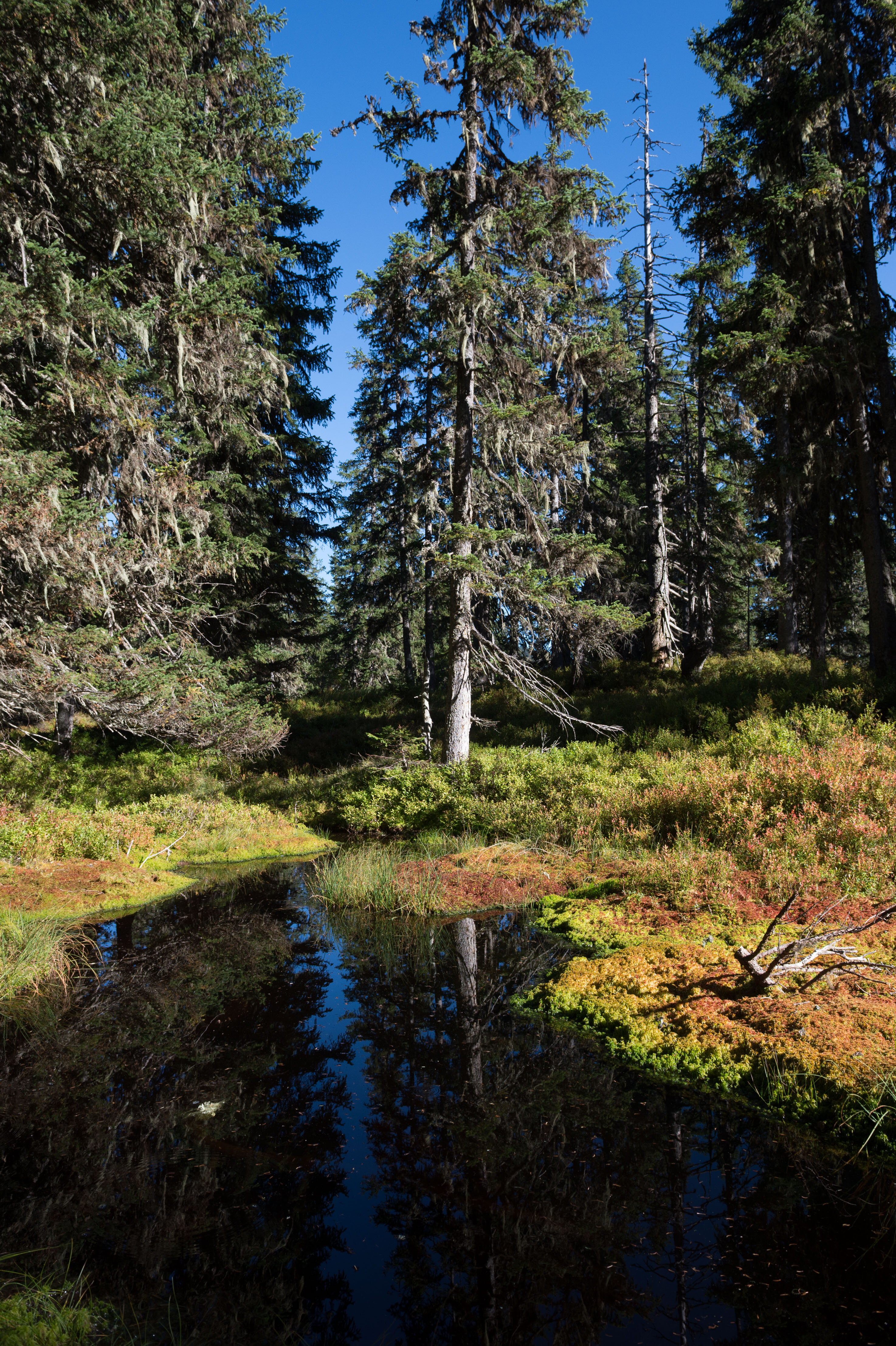 Viehhofener Lacken in Viehhofen met een rustige natuurvijver, weerspiegelingen in het water, bemoste oevervegetatie en dicht sparrenbos. | © viehhofen.at, Der Fotoigel