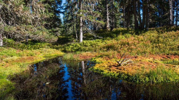 Viehhofener Lacken in Viehhofen mit einem kleinen Naturteich, moosiger Ufervegetation und dichtem Fichtenwald. | © viehhofen.at, Der Fotoigel