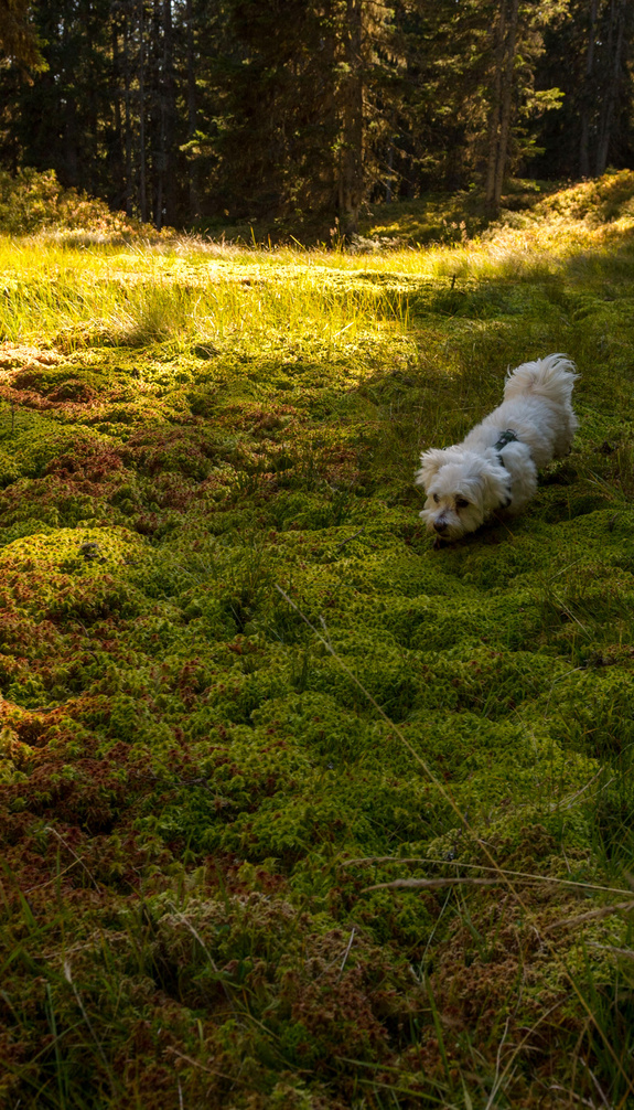 Kleiner weißer Hund läuft über die moosige Ufervegetation an den Viehhofener Lacken in Viehhofen, neben einem Naturteich im Wald. | © viehhofen.at, Der Fotoigel