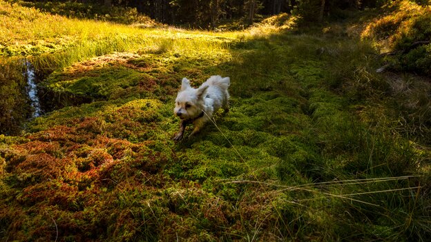 Small white dog walking across mossy vegetation at the Viehhofener Lacken in Viehhofen, beside a natural pond in the forest. | © viehhofen.at, Der Fotoigel