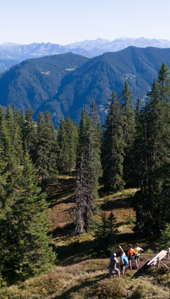 Group of hikers in Viehhofen among spruce trees and mountain meadows, with wide views of the surrounding alpine landscape. | © viehhofen.at, Der Fotoigel