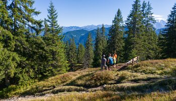 Wandergruppe unterwegs in Viehhofen zwischen Fichten und Bergwiesen, mit weitem Blick auf die umliegende alpine Berglandschaft. | © viehhofen.at, Der Fotoigel