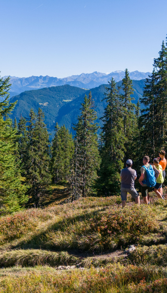 Group of hikers in Viehhofen walking among spruce trees and mountain meadows, with wide views of the surrounding alpine landscape. | © viehhofen.at, Der Fotoigel