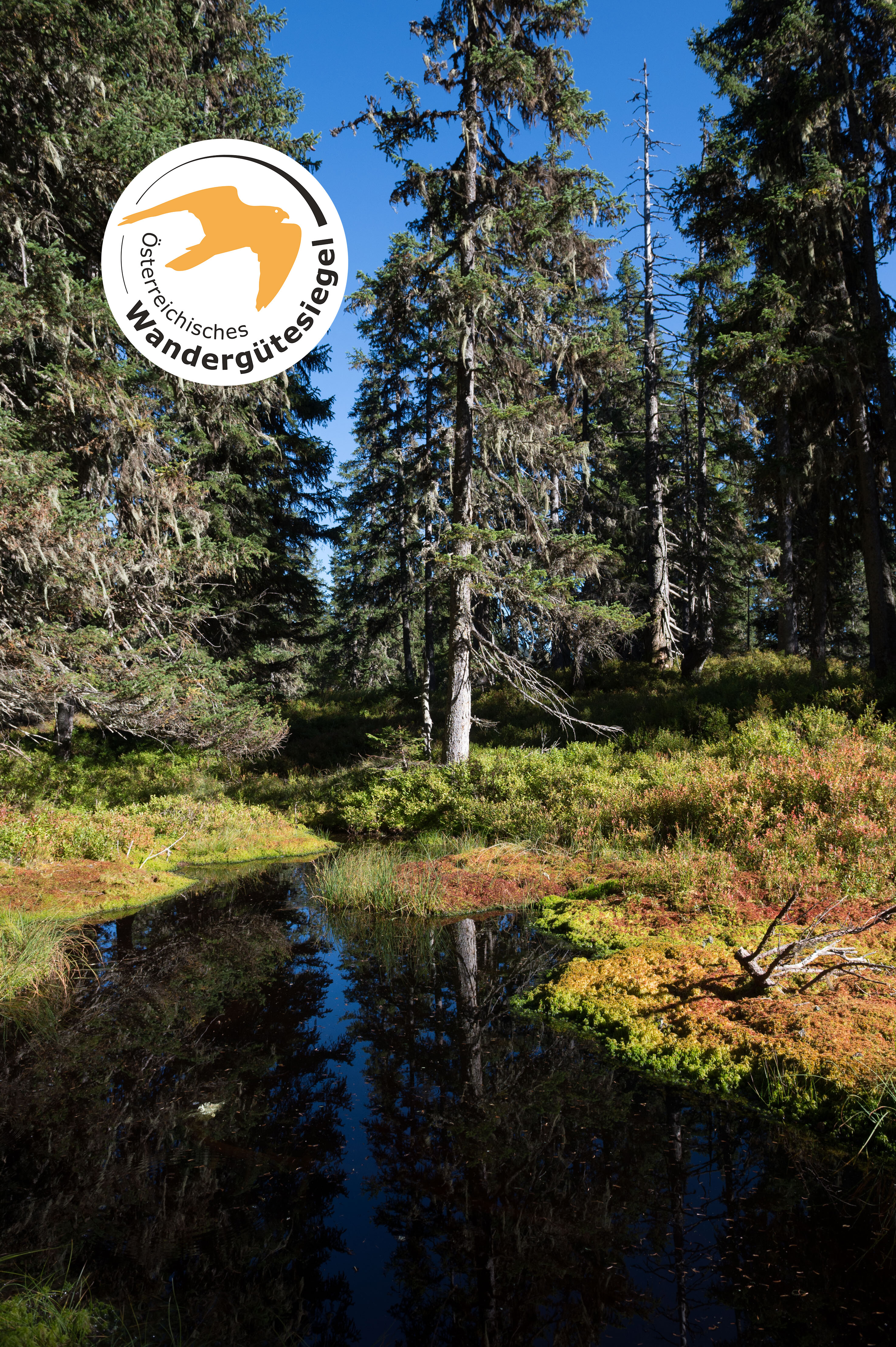 Viehhofener Lacken in Viehhofen mit Naturteich und Fichtenwald; oben links ist das Österreichische Wandergütesiegel eingeblendet. | © viehhofen.at, Der Fotoigel, wanderguetesiegel.at