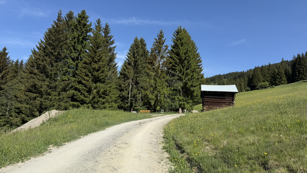 Breiter Wanderweg oberhalb von Viehhofen durch Almwiesen und Fichtenwald, mit einer kleinen Holzhütte am Wegesrand. | © viehhofen.at