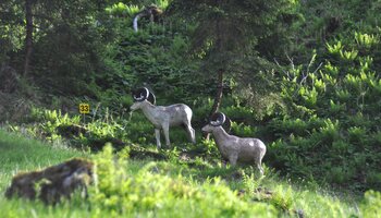 Zwei 3D-Tierziele am Bogenparcours in Viehhofen, aufgestellt zwischen Bäumen und grüner Waldvegetation. | © Der Fotoigel