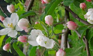Flowers from apple tree | © viehhofen.at