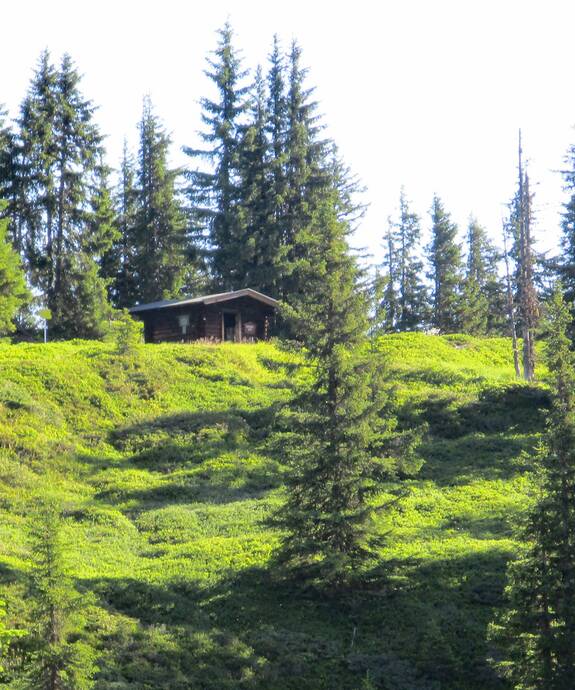 Geierkogel hut in the forest | © viehhofen.at