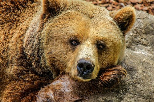 Bär Zoo  | © pixabay