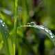 Raindrops on a blade of grass