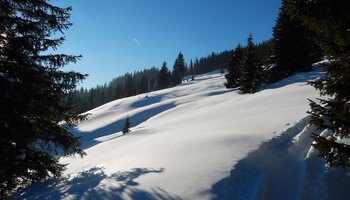 Winter landscape with trees in the snow | © viehhofen.at
