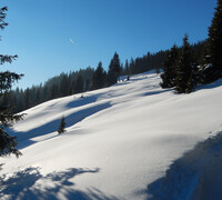 Winter landscape with trees in the snow | © viehhofen.at