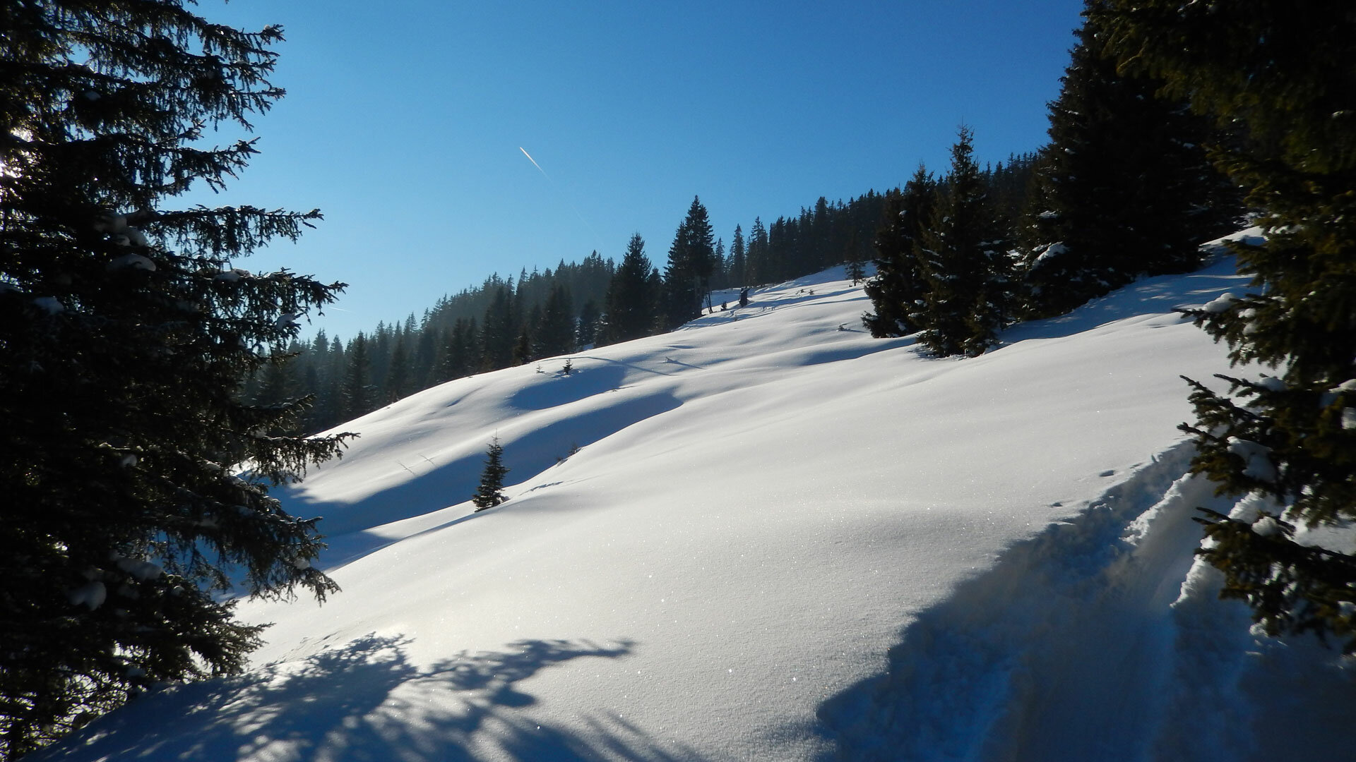 Winterlandschaft mit Bäume im Schnee | © viehhofen.at